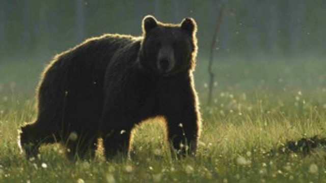 Biodiversity Monitoring