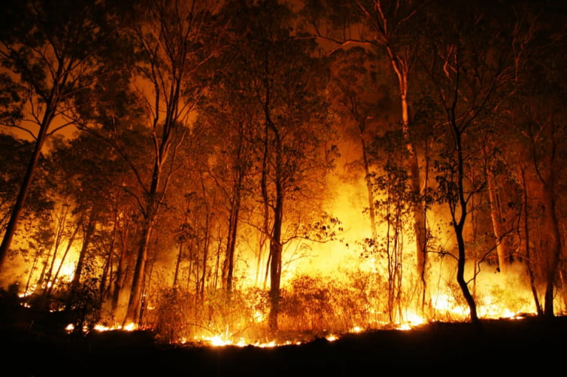 Forest Fires